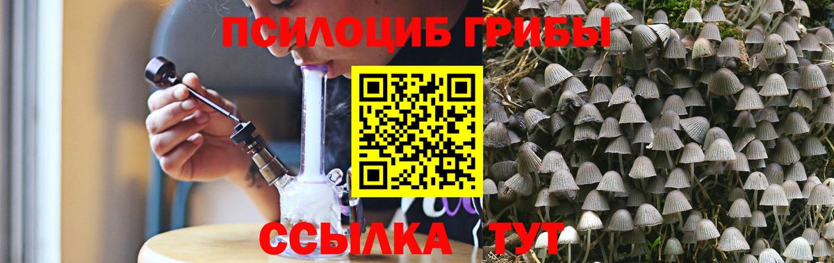 Псилоцибиновые грибы Psilocybine cubensis Унеча